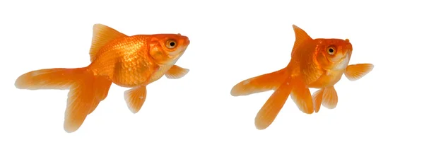 Dvě zlaté ryby — Stock fotografie