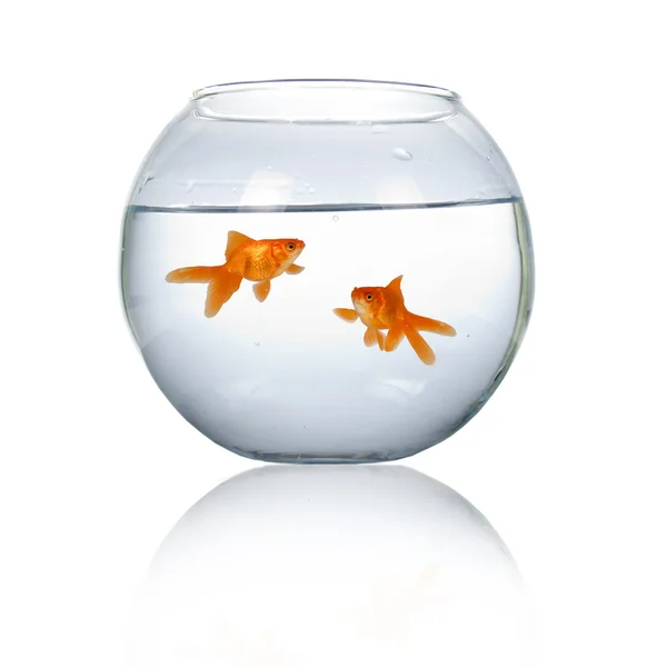 Två guldfiskar i ett akvarium — Stockfoto