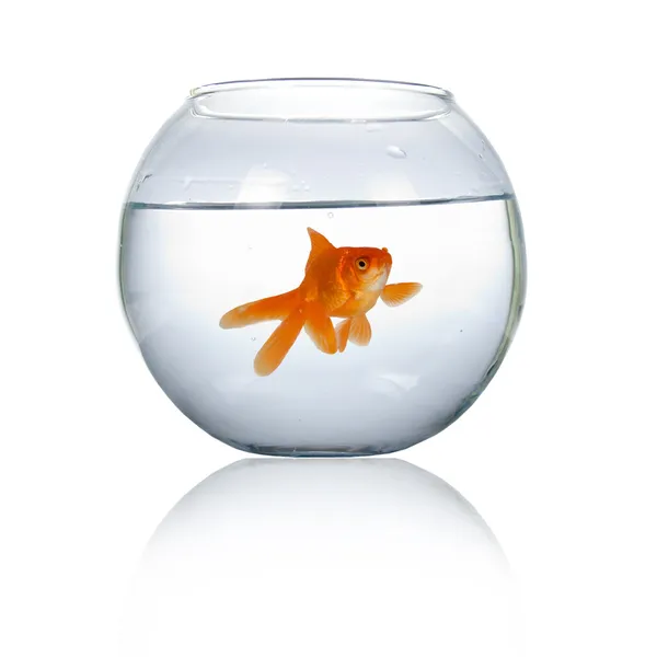 Goldfish em um aquário — Fotografia de Stock
