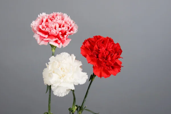 Bouquet of carnations — Stock Photo, Image