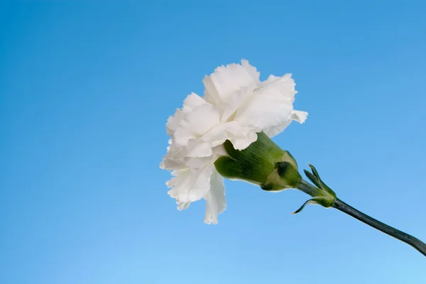 白色的康乃馨 — 图库照片