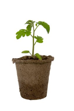 Seedlings in peat pot clipart