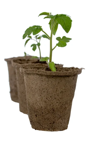 stock image Seedlings in peat pots