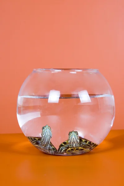 stock image Two red ear tortoises in aquarium