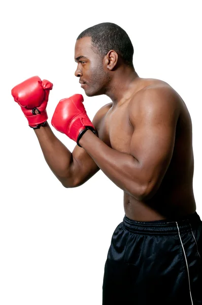 Siyah erkek boxer — Stok fotoğraf