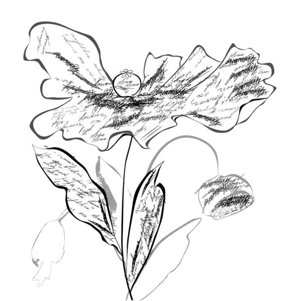 Παπαρούνας λουλούδια — Διανυσματικό Αρχείο