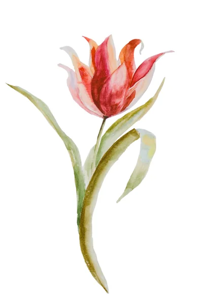 Ilustração em aquarela da flor da tulipa com caminho de recorte — Fotografia de Stock