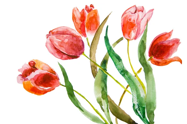 Lindas flores de tulipas — Fotografia de Stock