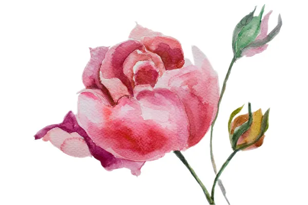 Akwarela ilustracja kwiaty piękne piwonie — Zdjęcie stockowe