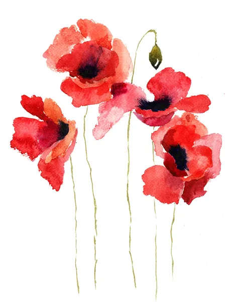 Ilustração de flores Poppy estilizado — Fotografia de Stock