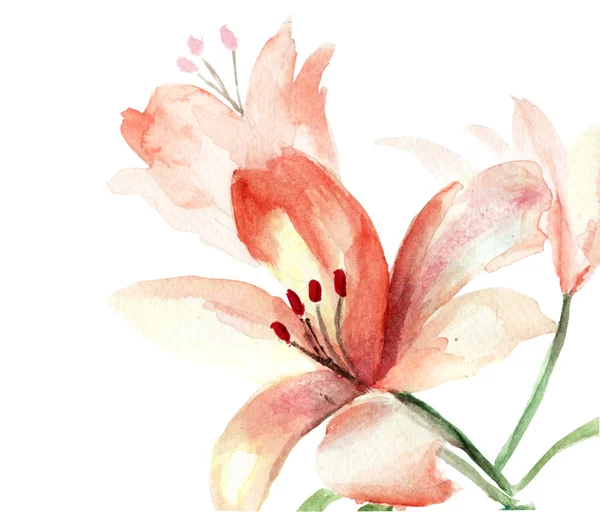 Красивые цветы Лили — стоковое фото