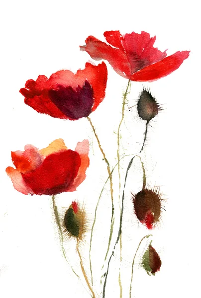 Flores de amapola roja —  Fotos de Stock