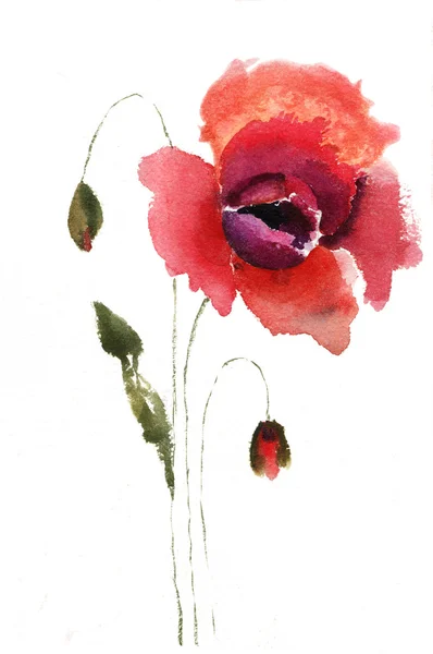 Akvarell ábrán piros pipacs virág — Stock Fotó