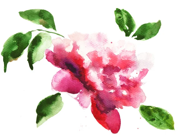 Акварельная иллюстрация красивых пионских цветов — стоковое фото