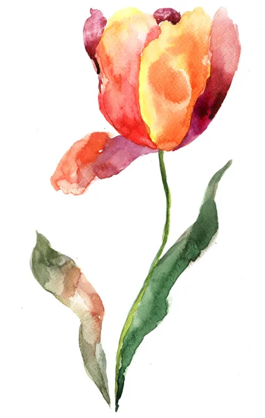 Ilustração em aquarela da flor de tulipa — Fotografia de Stock
