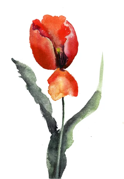 Lindas flores de tulipa — Fotografia de Stock