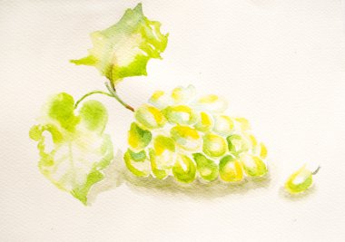 Watercolor grapevine with grape cluster clipart