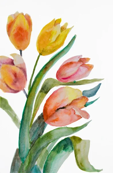 水彩画のチューリップの花 — ストック写真