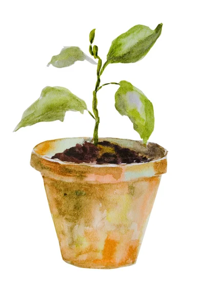 Watercolor illustration of Sprout in a pot — Stock Photo, Image