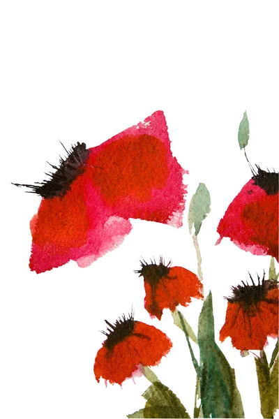 水彩罂粟花朵 — 图库照片
