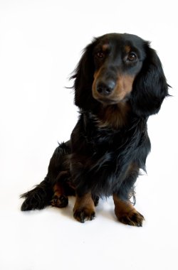 siyah ve kahverengi dachshund