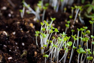 Green seedling growing out of soil clipart