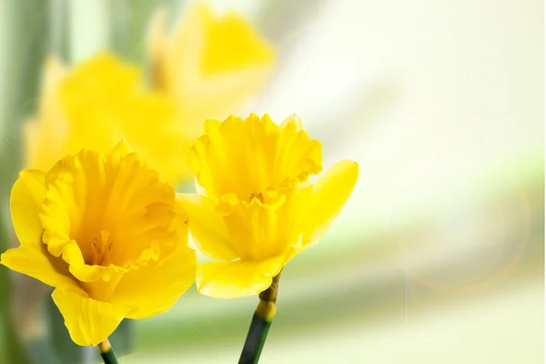 stock image Spring background with narcissus flowers