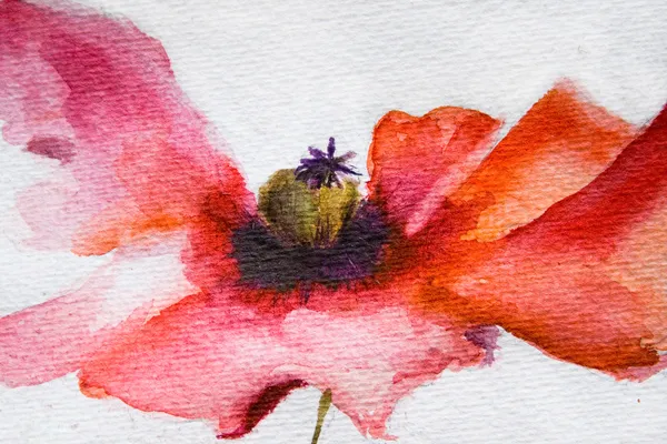 Akvarell vallmo blomma — Stockfoto