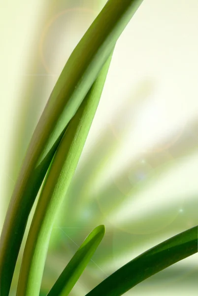 Stock image Green leaves Sansevieria trifasciata