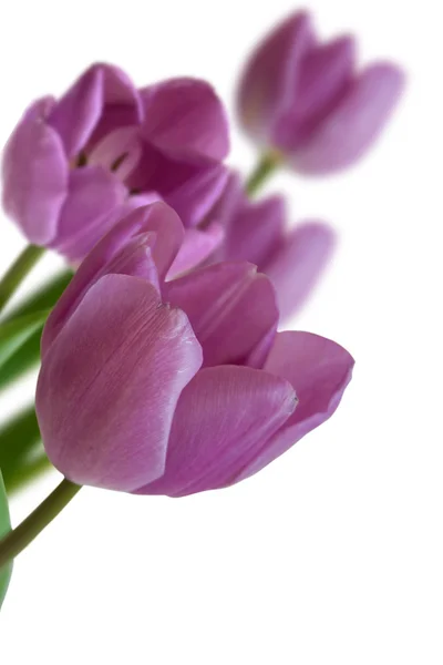 Tulips flowers on white background — Stock Photo, Image