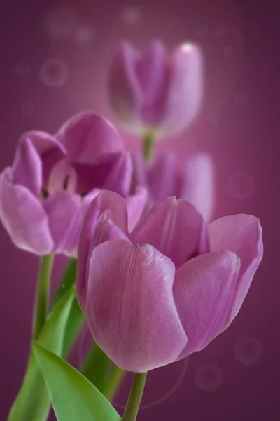 ตุลิป ดอกไม้ส่ง ตุลิป — ภาพถ่ายสต็อก