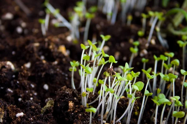 stock image Green seedling growing out of soil