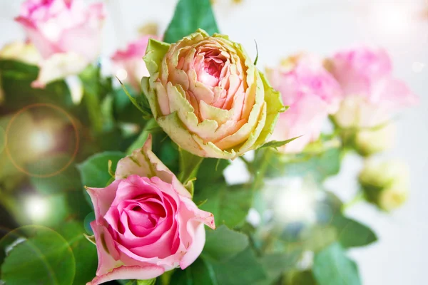 Plantilla para tarjeta con rosas —  Fotos de Stock