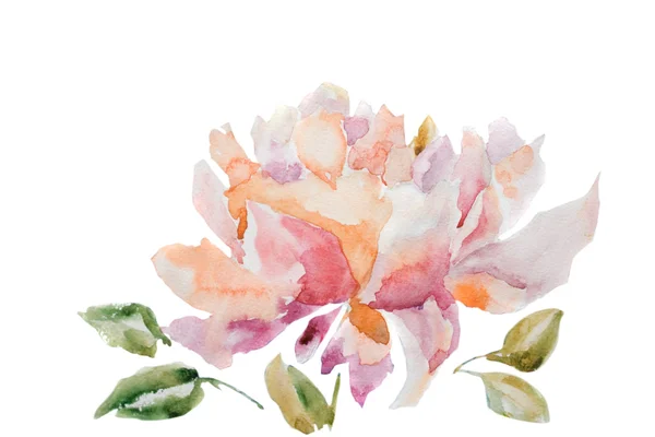 Aquarel illustratie van pioenroos bloem — Stockfoto