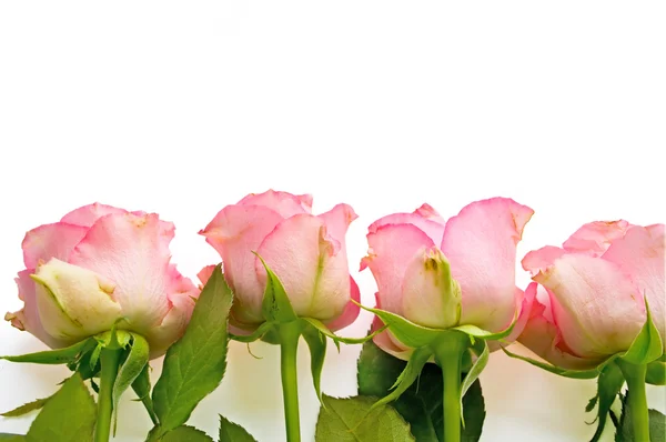Template for card with roses — Stock Photo, Image