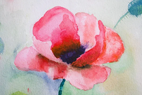 Akvarel Makový květ — Stock fotografie