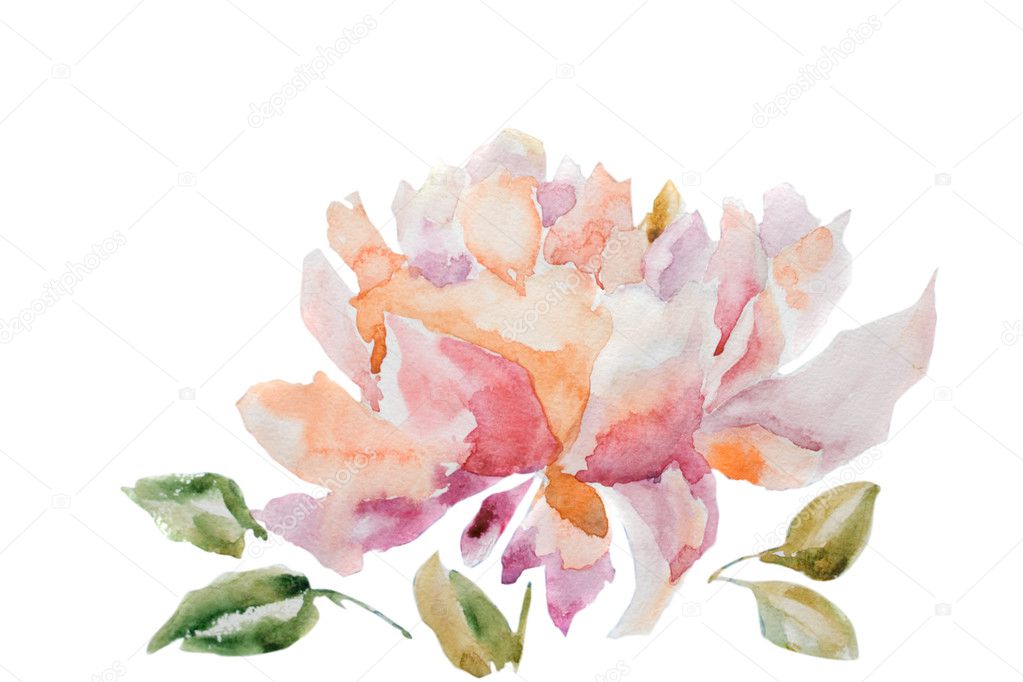 Watercolor illustration of peony flower