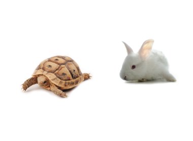 Bunny and turtle competition concept clipart