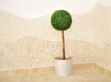 Little tree plant ball indoor clipart