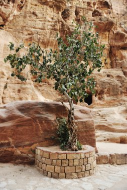 The Siq - ancient canyon in Petra, Jordan clipart