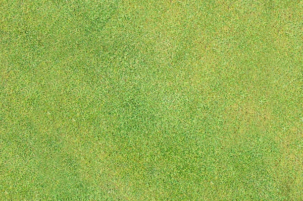 Gras Hintergrund große Auflösung — Stockfoto