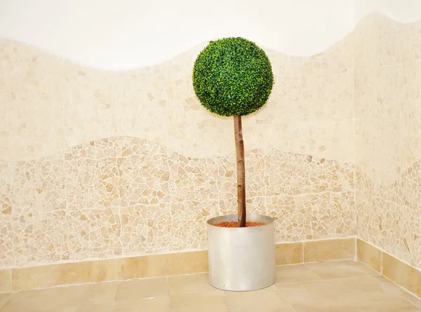屋内の小さな木植物のボール — ストック写真