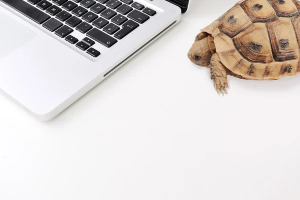 Ligação lenta e computador como uma tartaruga — Fotografia de Stock