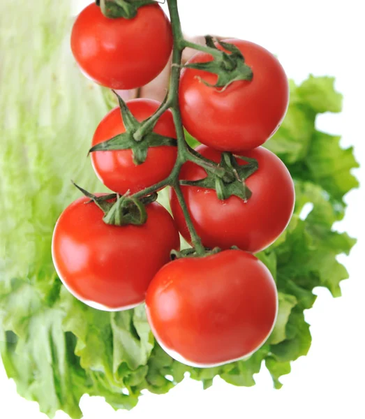 Tomates vermelhos frescos na planta — Fotografia de Stock