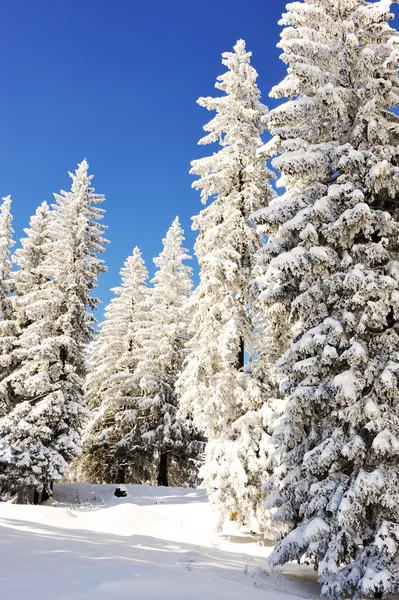 Ялинки в снігу — стокове фото