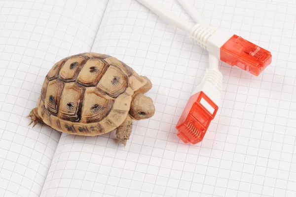 Schildkröte und langsame Verbindung — Stockfoto