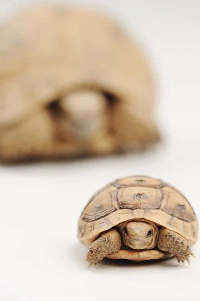 Kaplumbağa oğul ve baba — Stok fotoğraf
