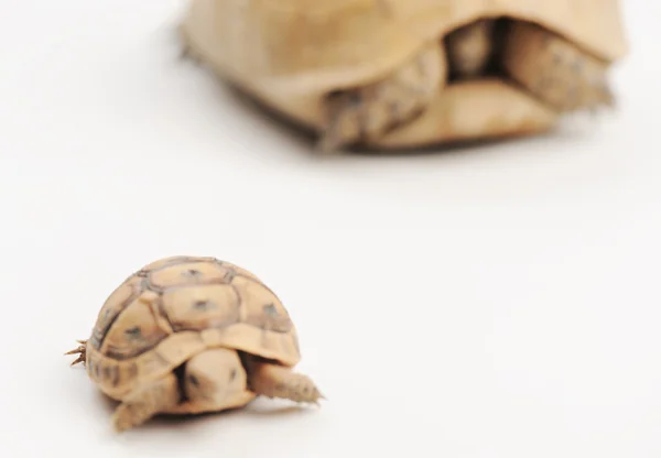 Schildkrötenposen — Stockfoto