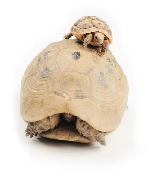 Kaplumbağa dağcı — Stok fotoğraf
