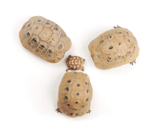 Schildkrötenfamilie — Stockfoto